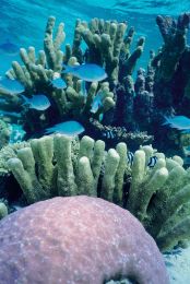 best house reef in maldives