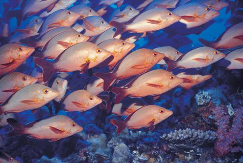 maldives images