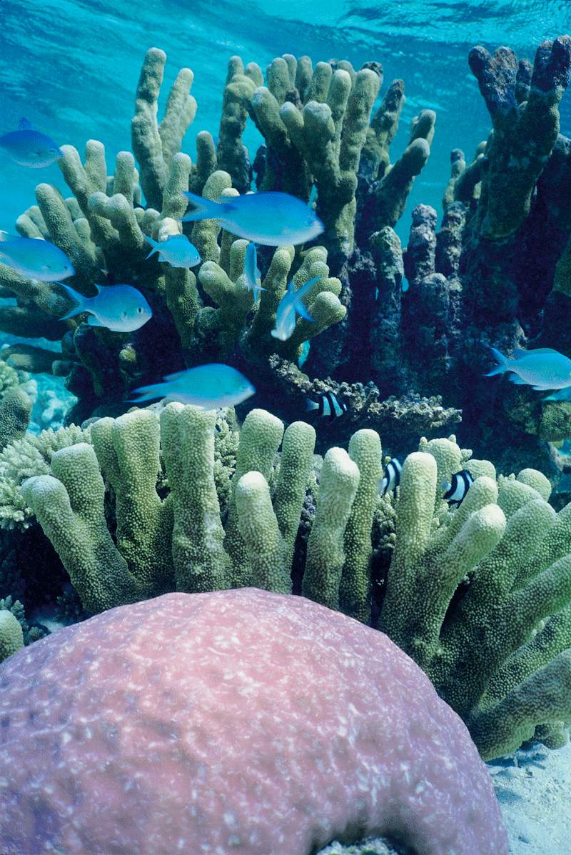 maldives images